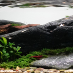 Longbow - Aqua Plants Hub