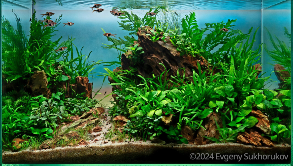 Dawn Pathway - Aqua Plants Hub