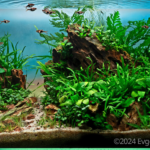 Dawn Pathway - Aqua Plants Hub