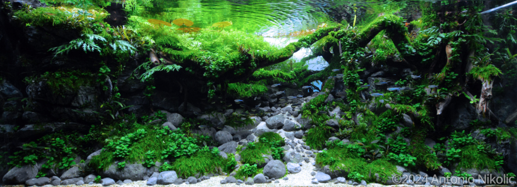Torrent - Aqua Plants Hub