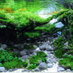 Torrent - Aqua Plants Hub