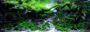 Torrent - Aqua Plants Hub