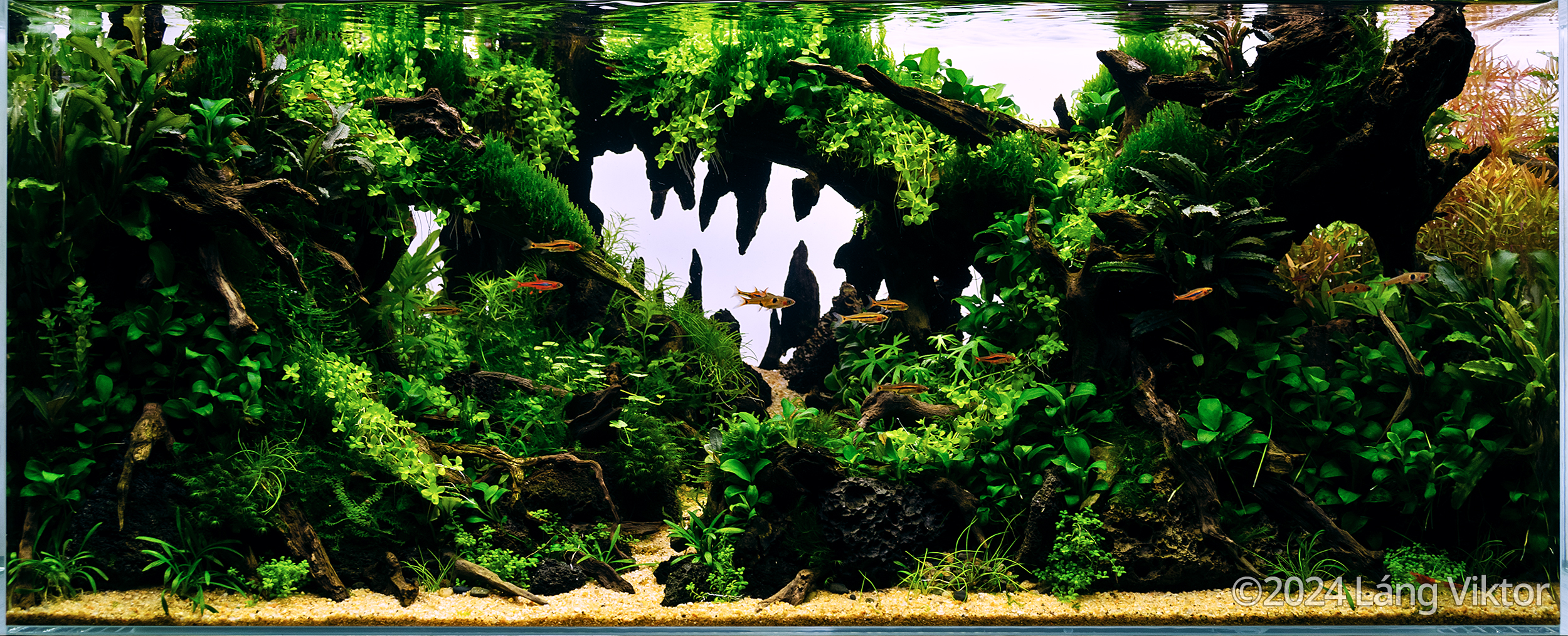 A Piece of Nature - A Piece of Nature (AGA 2024 #190) - Aqua Plants Hub