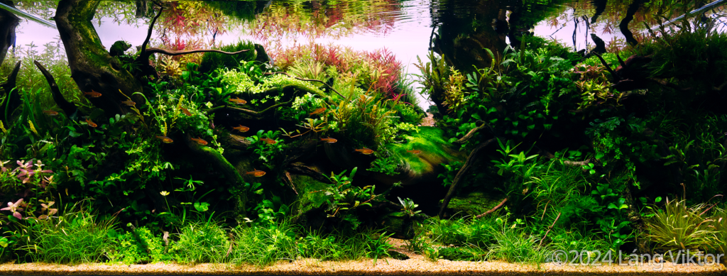 Resurrection - Aqua Plants Hub