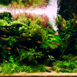 Resurrection - Aqua Plants Hub