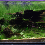 Hidden - Hidden (AGA 2024 #193) - Aqua Plants Hub
