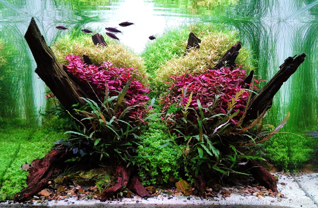 SUMMER VIBES - Aqua Plants Hub
