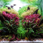 SUMMER VIBES - Aqua Plants Hub
