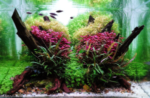 SUMMER VIBES - Aqua Plants Hub