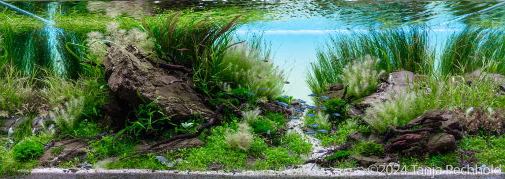 Untamed - Aqua Plants Hub