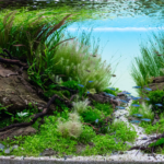 Untamed - Aqua Plants Hub