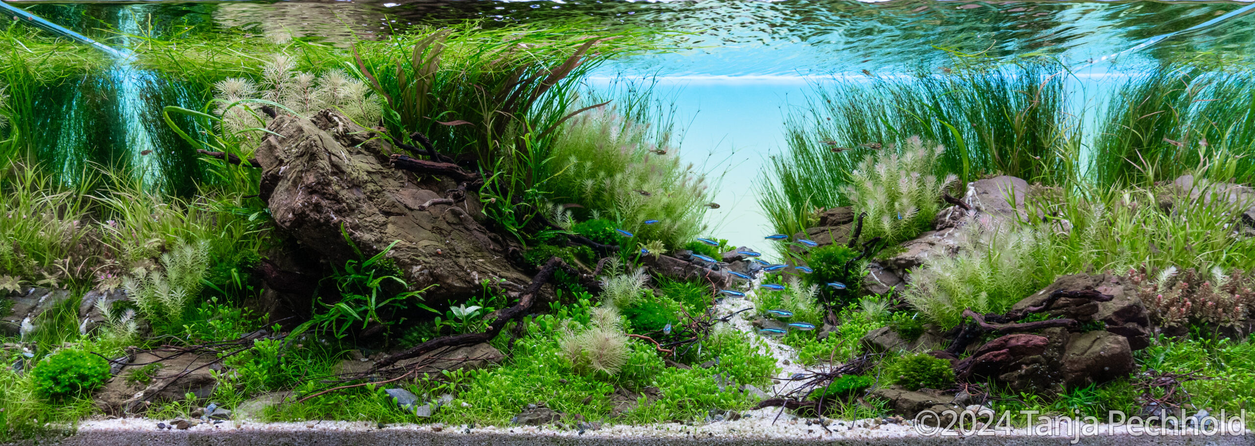 Untamed - Aqua Plants Hub