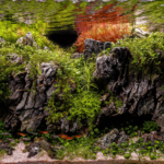 The cave in the land of Moriah - Aqua Plants Hub