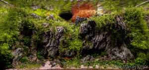 The cave in the land of Moriah - Aqua Plants Hub