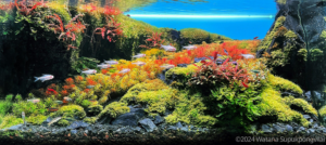 Layout 20 - Aqua Plants Hub