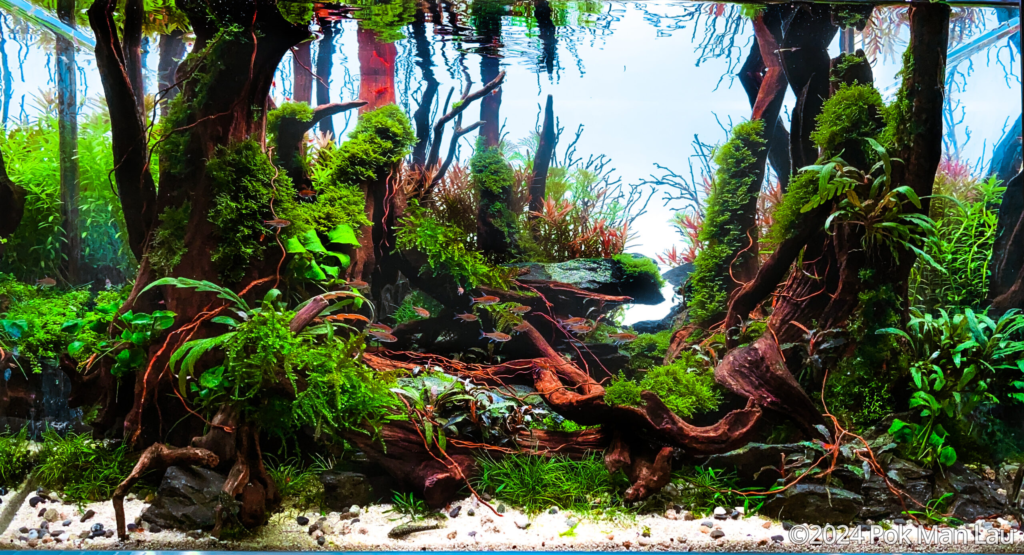 Shelter - Aqua Plants Hub
