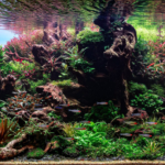 Enjoy the Silence - Aqua Plants Hub