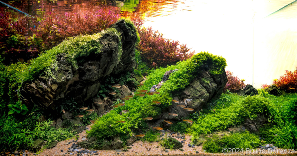 Orogenesis - Aqua Plants Hub