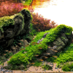 Orogenesis - Aqua Plants Hub
