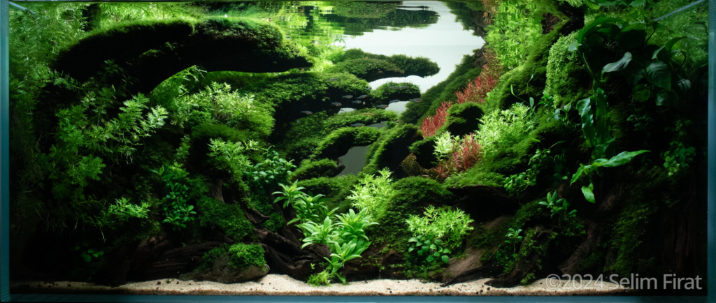 In The Shallows - Aqua Plants Hub