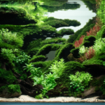 In The Shallows - Aqua Plants Hub