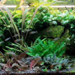 Sigh. - Aqua Plants Hub