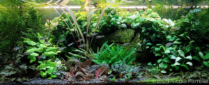 Sigh. - Aqua Plants Hub