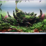 Mani Mahesh - Aqua Plants Hub
