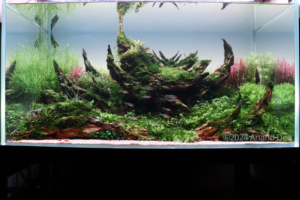 Mani Mahesh - Aqua Plants Hub