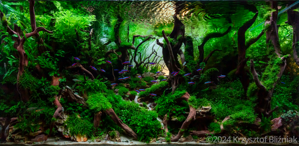 Mysterious forest - Aqua Plants Hub