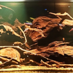 The Upside Down - Aqua Plants Hub