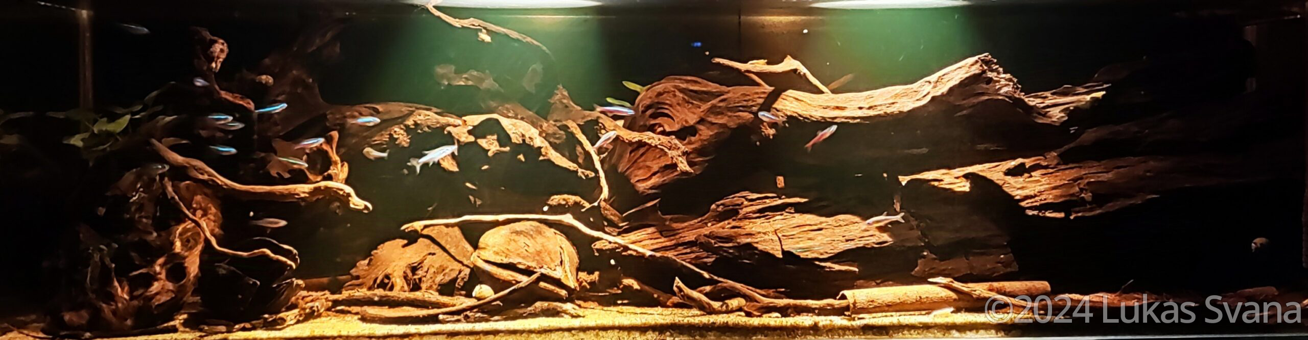 The Upside Down - Aqua Plants Hub