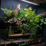 Uncontrollable Nature - Aqua Plants Hub
