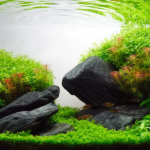 Five Stones - Aqua Plants Hub