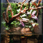 Woodland’s Embrace - Aqua Plants Hub