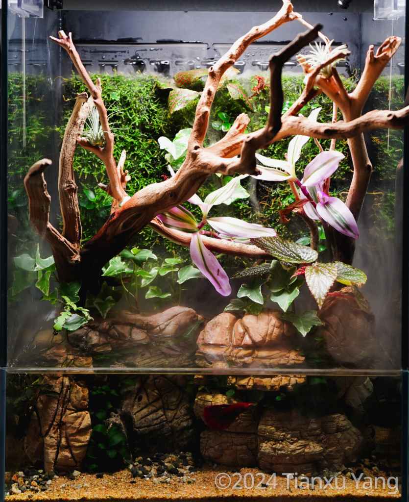 Woodland’s Embrace - Aqua Plants Hub