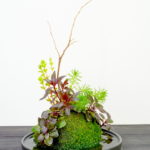 Ball - Aqua Plants Hub