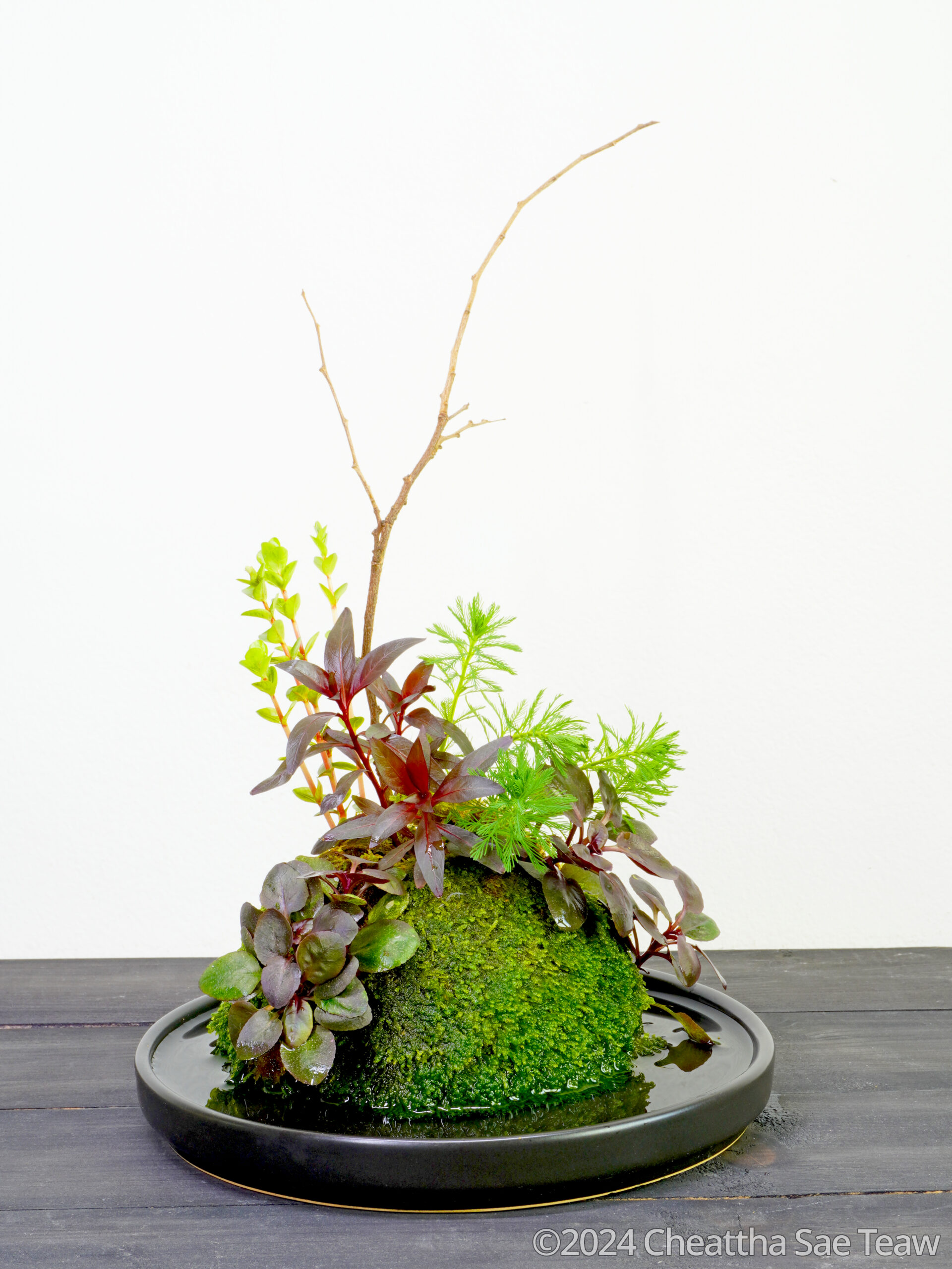 Ball - Aqua Plants Hub