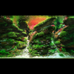 Burning - Aqua Plants Hub