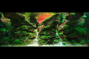 Burning - Aqua Plants Hub