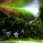 Arrival of the Angel - Aqua Plants Hub