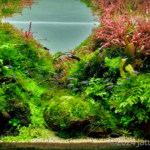 Take the time - Aqua Plants Hub