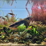 Valley of Love - Aqua Plants Hub