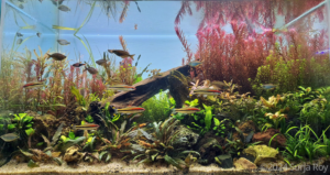 Valley of Love - Aqua Plants Hub