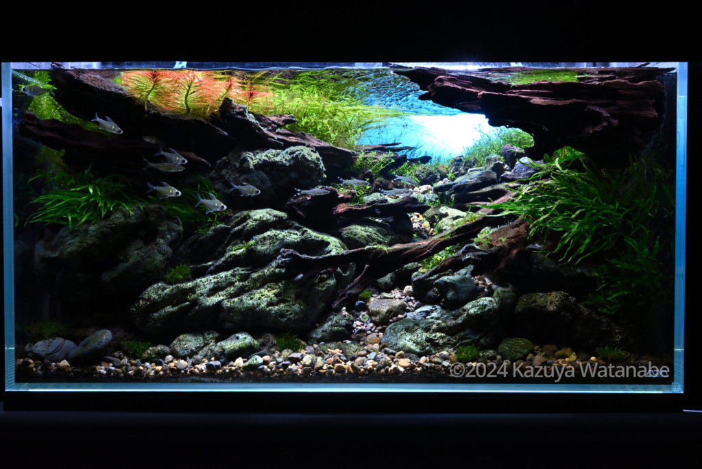 Illuminating the riverbed - Aqua Plants Hub
