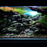 Illuminating the riverbed - Aqua Plants Hub