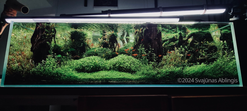 Simple forest - Aqua Plants Hub