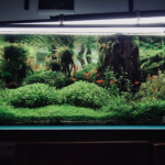 Simple forest - Aqua Plants Hub