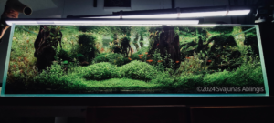 Simple forest - Aqua Plants Hub