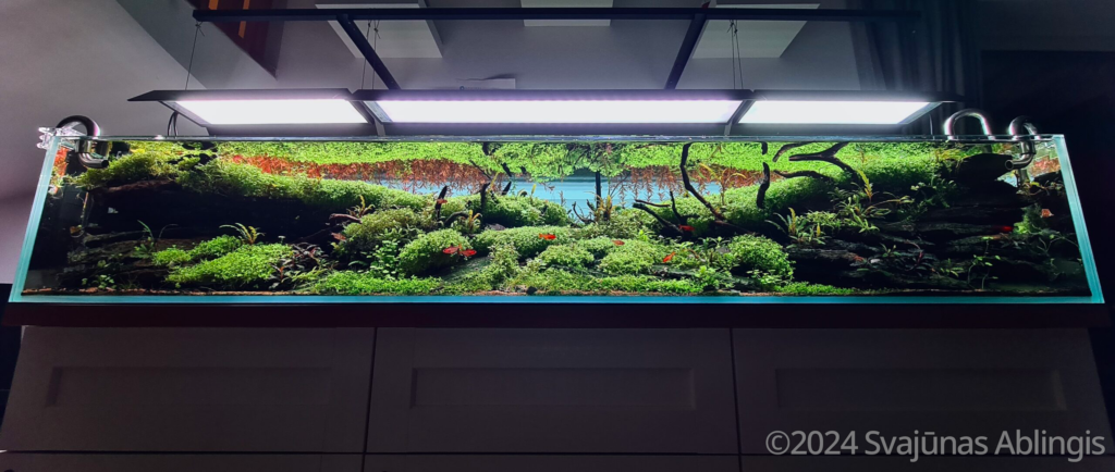 Nero - Aqua Plants Hub
